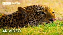 The Amazing Wildlife of Africa in Stunning 4K | BBC Earth