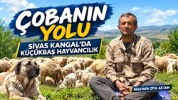SMALL RUMINANT FARMING IN SIVAS KANGAL | THE SHEPHERD'S PATH