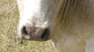 Un répulsif naturel pour se débarrasser des mouches et des guêpes sur nos terrasses ?