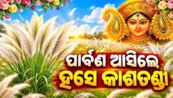 ପାର୍ବଣ ଆସିଲେ ହସେ କାଶତଣ୍ଡୀ..Special Report On Kashatandi Flowers|Nature’s White Welcome to Durga Puja