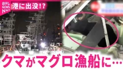 【クマ】港に出没!? 漁船に居座り海へダイブ 塩釜市の港町が騒然　宮城　NNNセレクション