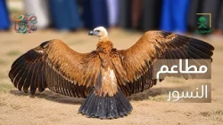 ديرتنا | أول دليل وطني لمحطات تغذية النسور🦅