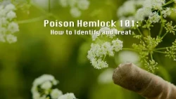 Poison Hemlock 101