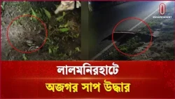 লালমনিরহাটে রাস্তা পার হওয়ার সময় অজগর সাপ উদ্ধার | Independent tv