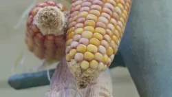 How to farm without using toxic products in El Carmen de Viboral | The Countryside according to Tano