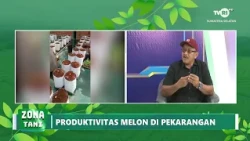 FARMER'S ZONE - MELON PRODUCTIVITY IN THE YARD