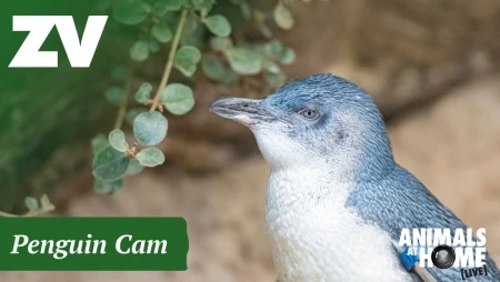 Melbourne Zoo Penguin Cam