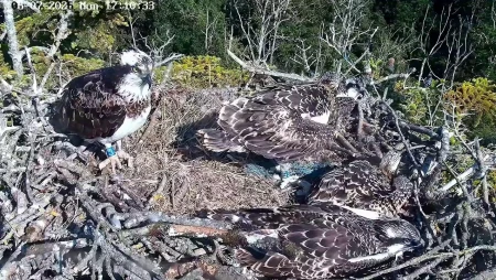 Poole Harbour Osprey Nest