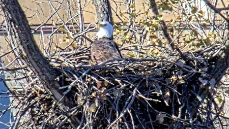 Bald Eagle Nest Near Mississippi River, Minnesota