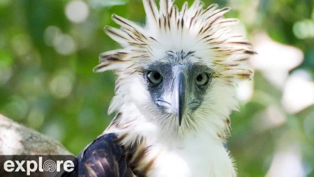Philippine Eagle Cam from Mount Apo, Mindanao