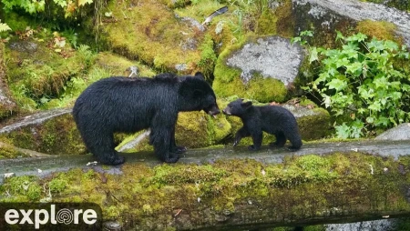 Anan Bear Cam: Lower Falls and Caves in Alaska