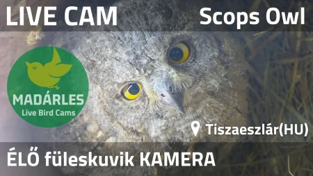 Scops Owl Nest Cam in Tiszaeszlár, Hungary
