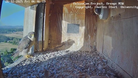 Peregrine Falcon Nest Box at Charles Sturt University, Orange